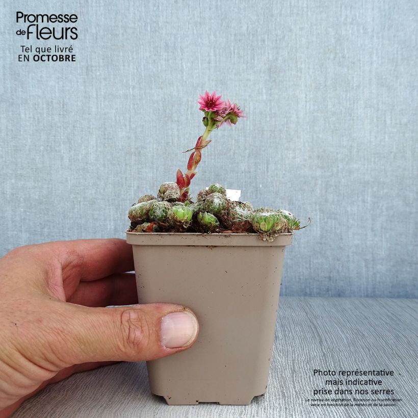Esimerkki syksyllä toimitetusta Seittimehitähti Rubrum 8/9 cm taimiruukku-taimesta