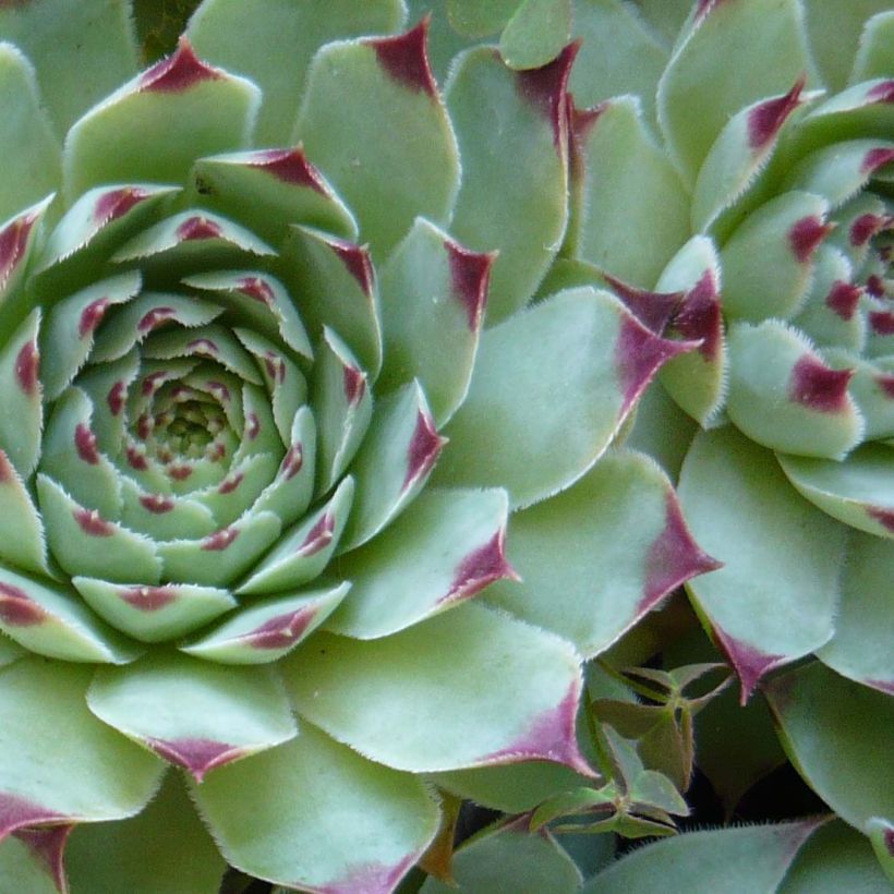 Mehitähti - Sempervivum calcareum (Lehvistö)