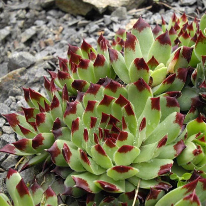 Mehitähti - Sempervivum calcareum (Kukinta)