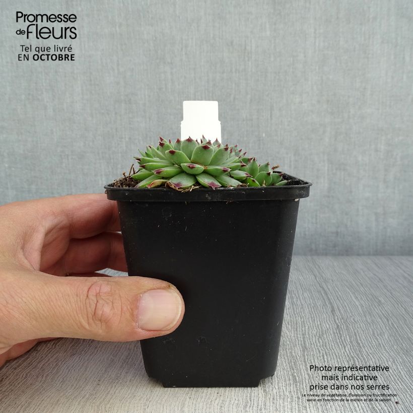 Esimerkki syksyllä toimitetusta Mehitähti - Sempervivum calcareum 8/9 cm taimiruukku-taimesta
