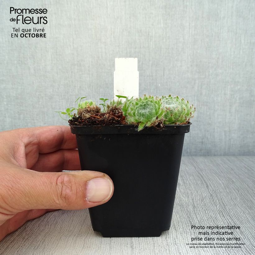Esimerkki syksyllä toimitetusta Partamehitähti - Sempervivum ciliosum var. borisii 8/9 cm taimiruukku-taimesta