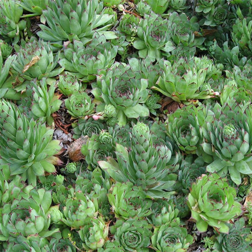 Kattomehitähti - Sempervivum tectorum (Lehvistö)