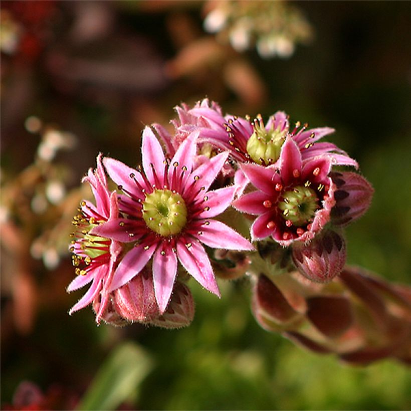 Kattomehitähti - Sempervivum tectorum (Kukinta)