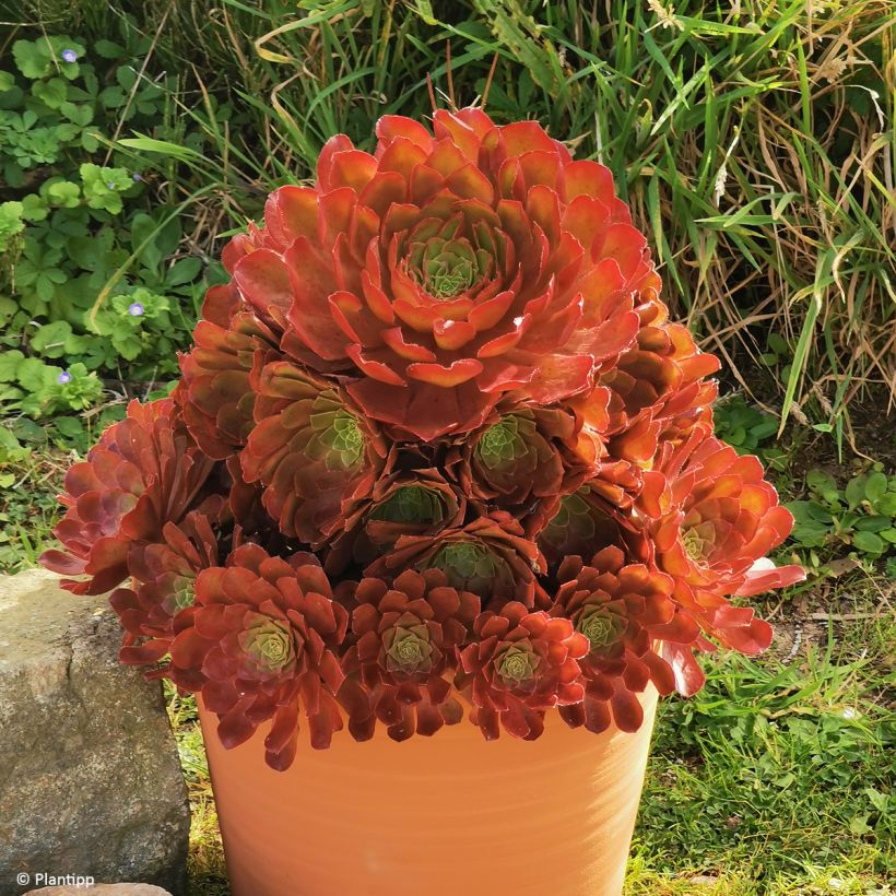 X Semponium Sempervivum x Aeonium Sienna (Kasvutapa)