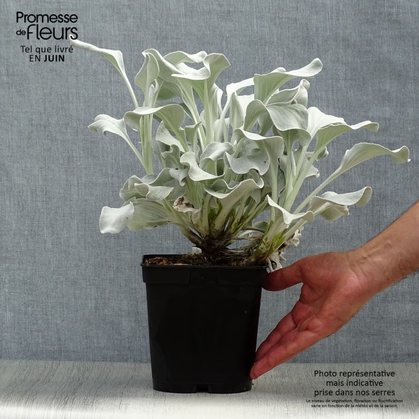 Esimerkki kesällä toimitetusta Hopeavillakko Angel Wings Pot de 2L/3L-taimesta