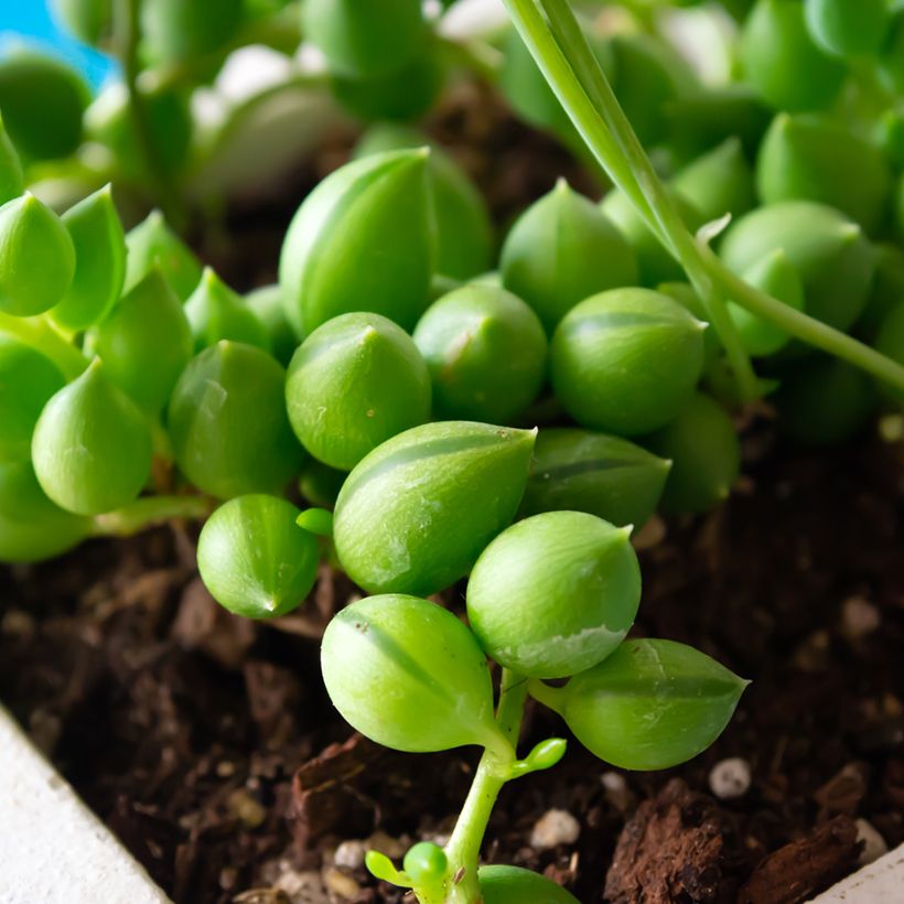 Hernevillakko - Senecio herreianus (Lehvistö)