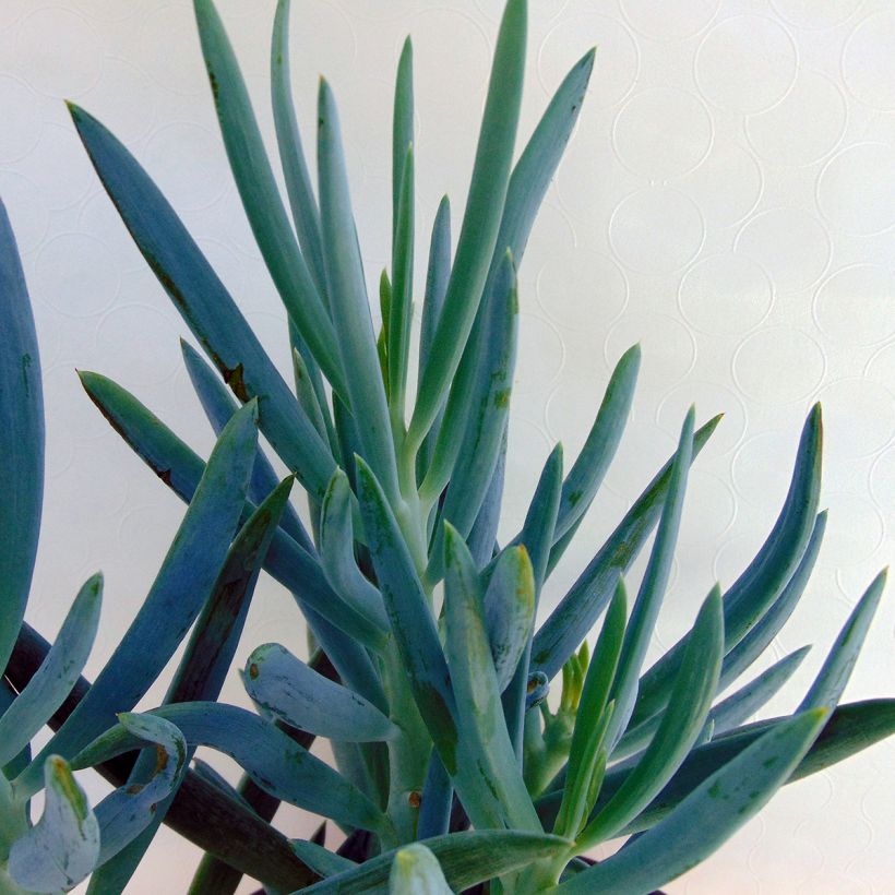 Villako - Senecio talinoides subsp. mandraliscae (Lehvistö)
