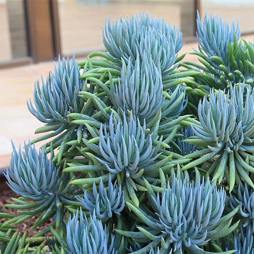 Villako - Senecio talinoides subsp. mandraliscae (Kasvutapa)