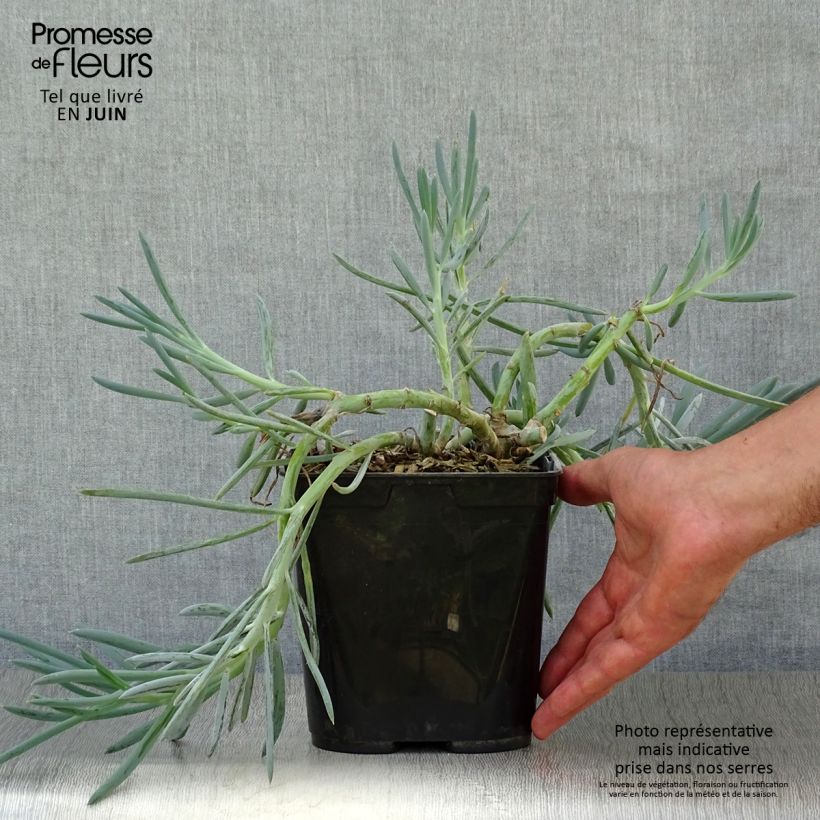Esimerkki kesällä toimitetusta Villako - Senecio talinoides subsp. mandraliscae Ruukku 2L / 3L-taimesta