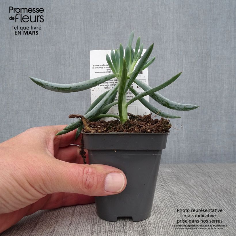 Esimerkki keväällä toimitetusta Villako - Senecio talinoides subsp. mandraliscae Taimiruukku 8/9 cm-taimesta