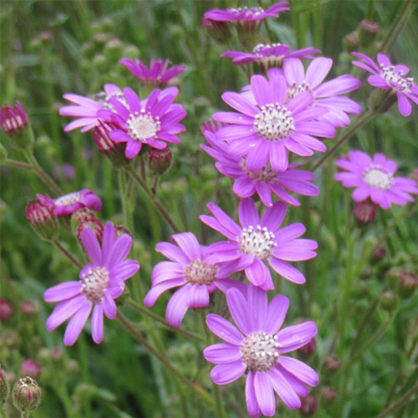 Kesävillakko - Senecio polyodon (Kukinta)