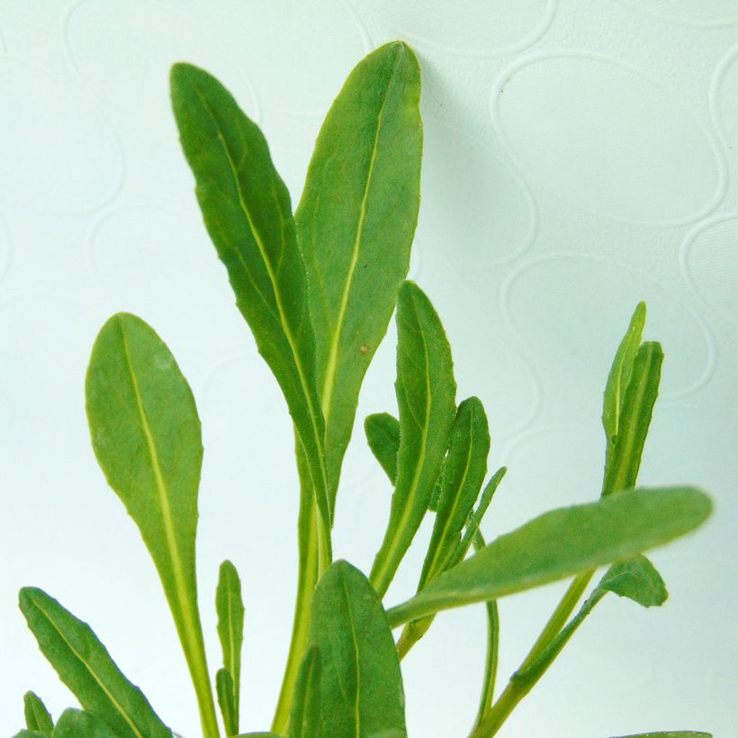 Kesävillakko - Senecio polyodon (Lehvistö)