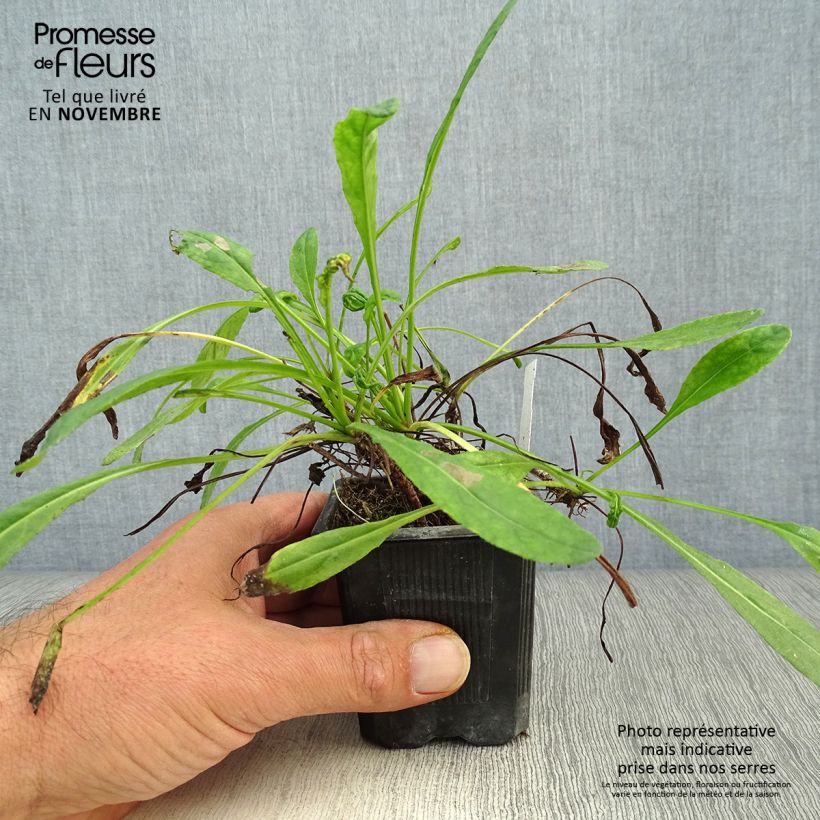 Esimerkki syksyllä toimitetusta Kesävillakko - Senecio polyodon 8/9 cm taimiruukku-taimesta