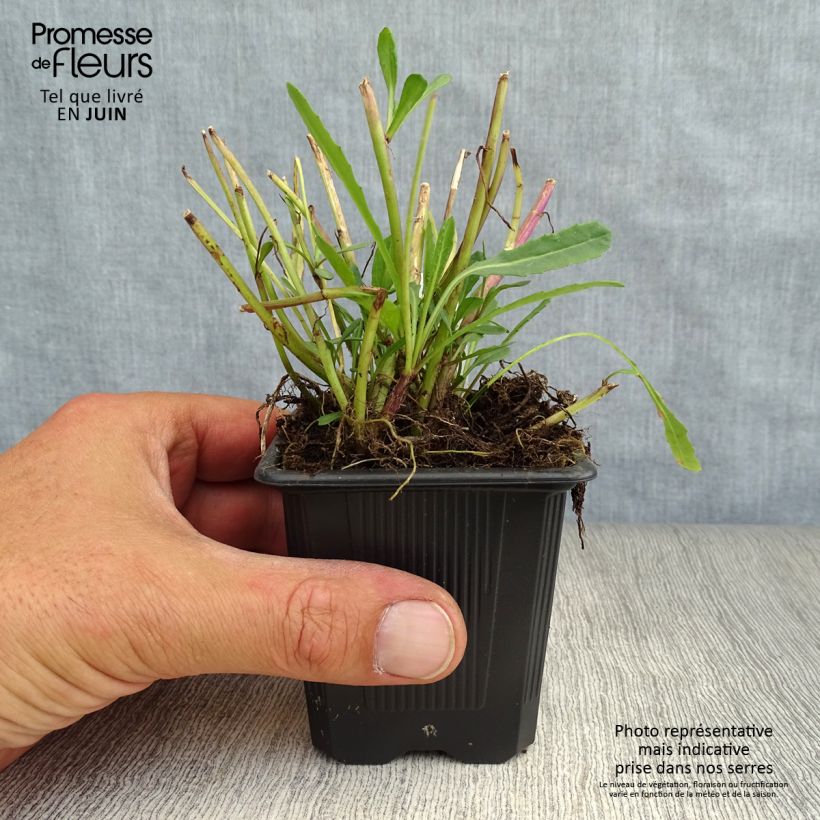 Esimerkki kesällä toimitetusta Kesävillakko - Senecio polyodon Godet de 8/9 cm-taimesta