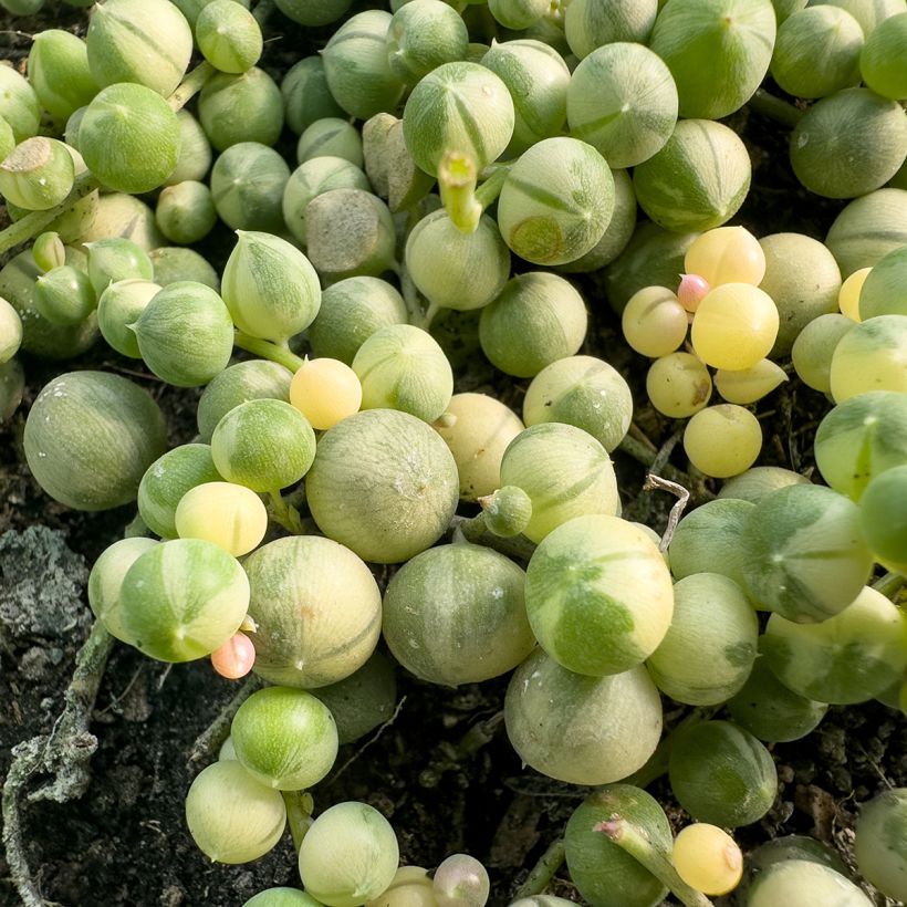 Helmivillakko Variegata (Lehvistö)