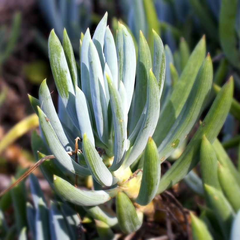 Villako - Senecio serpens (Lehvistö)