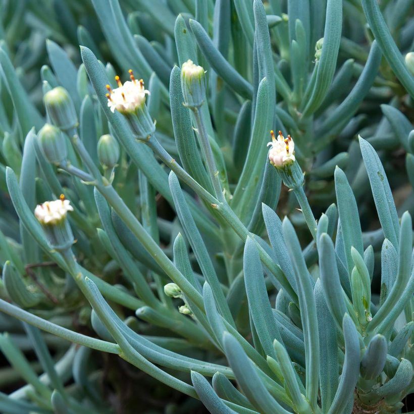 Villako - Senecio serpens (Kukinta)