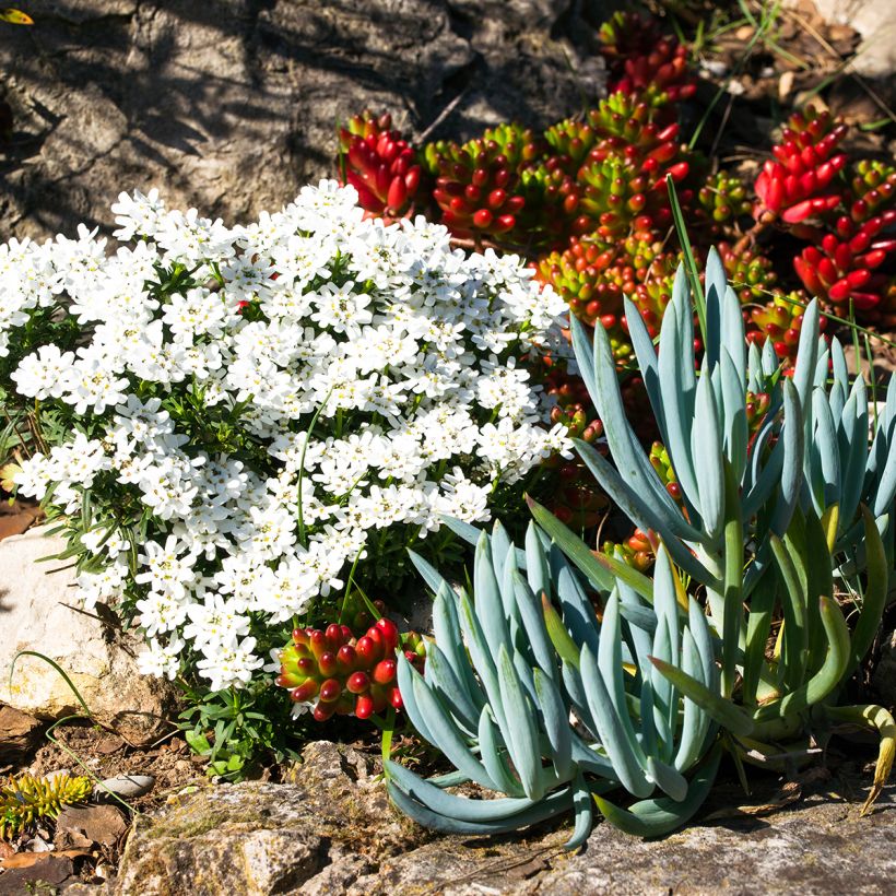 Villako - Senecio serpens (Kasvutapa)