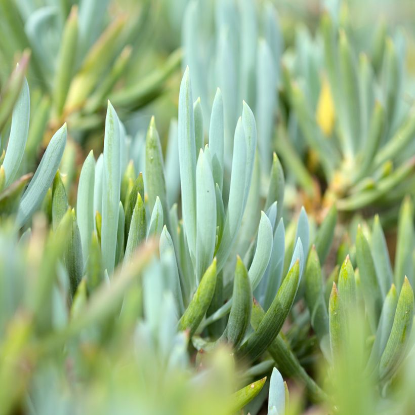 Villako Dwarf Blue (Lehvistö)