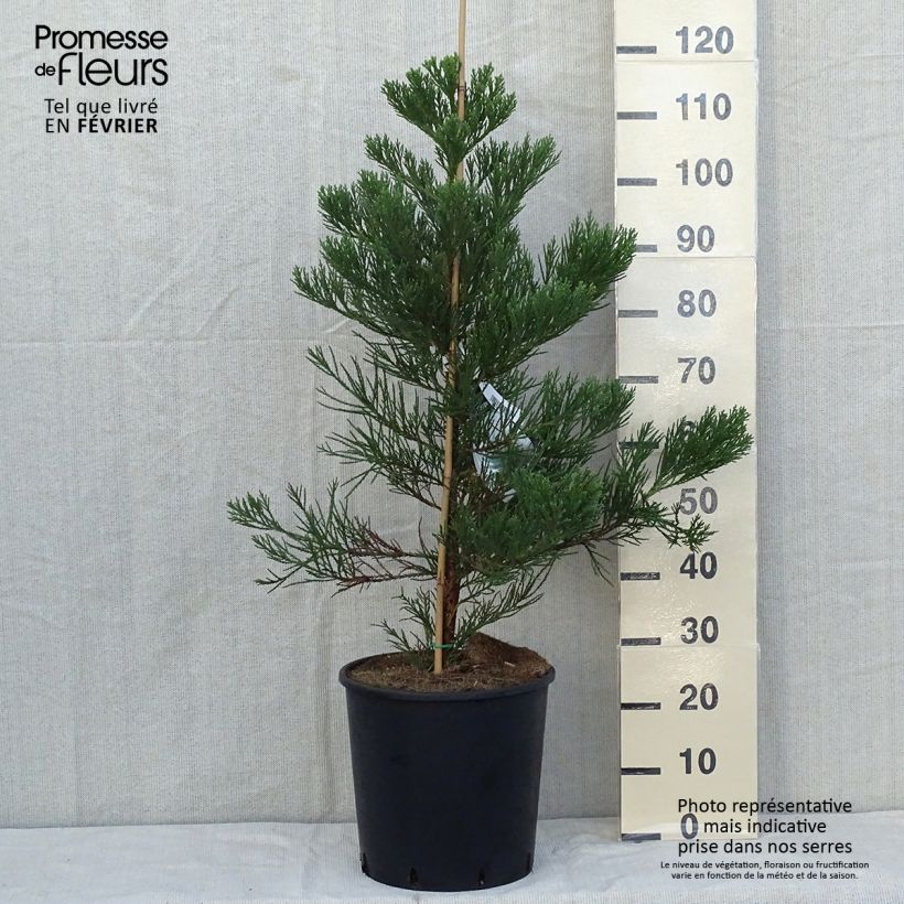 Esimerkki syksyllä toimitetusta Mammuttipetäjä Greenpeace Pot de 18L/20L-taimesta