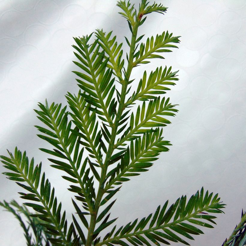 Jättiläispunapuu - Sequoia sempervirens (Lehvistö)