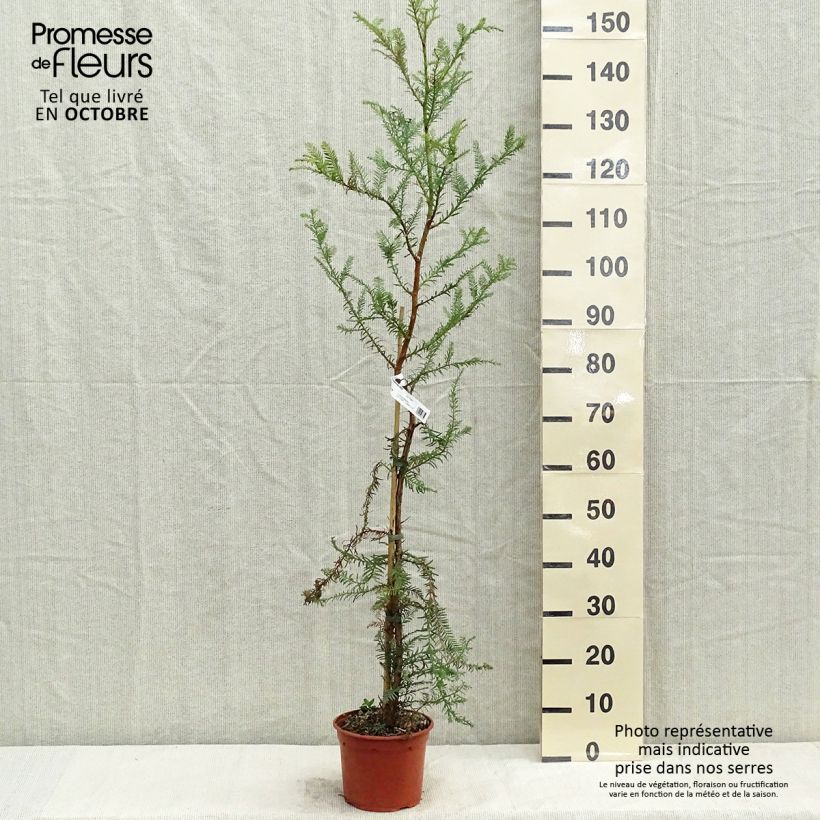 Esimerkki syksyllä toimitetusta Jättiläispunapuu - Sequoia sempervirens 3 litran/4 litran ruukku-taimesta