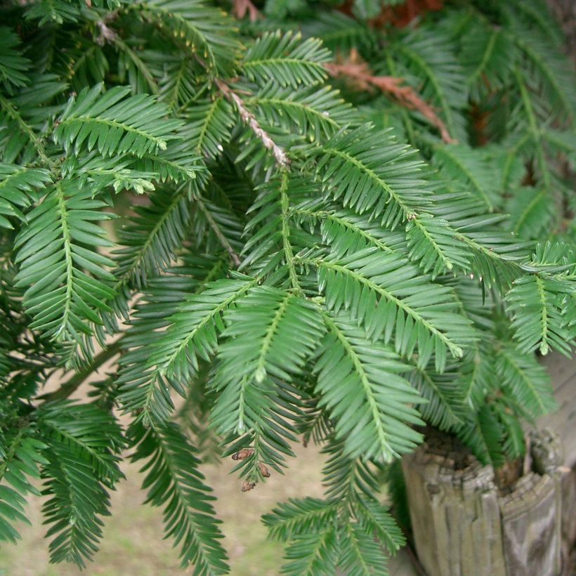 Jättiläispunapuu - Sequoia sempervirens (Kukinta)