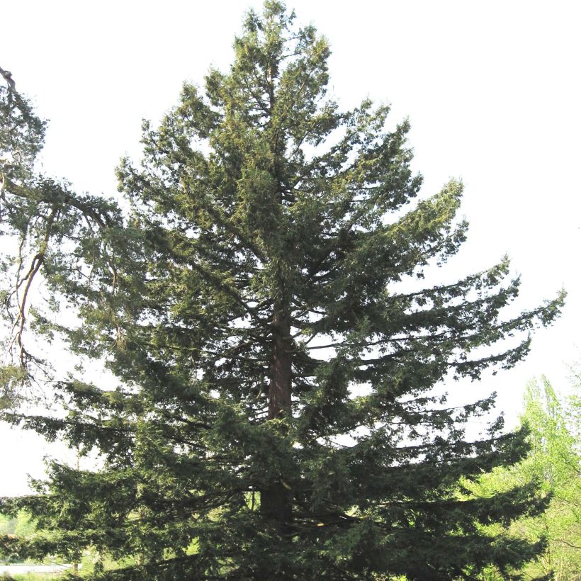 Jättiläispunapuu - Sequoia sempervirens (Kasvutapa)