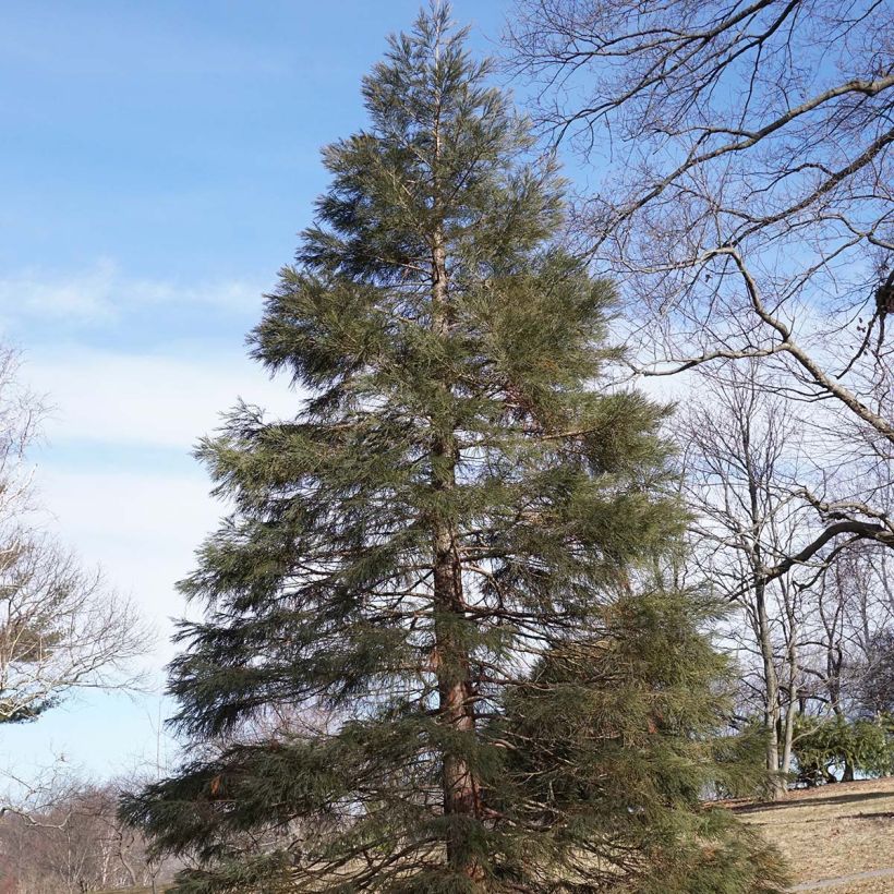 Mammuttipetäjä - Sequoiadendron giganteum (Kasvutapa)