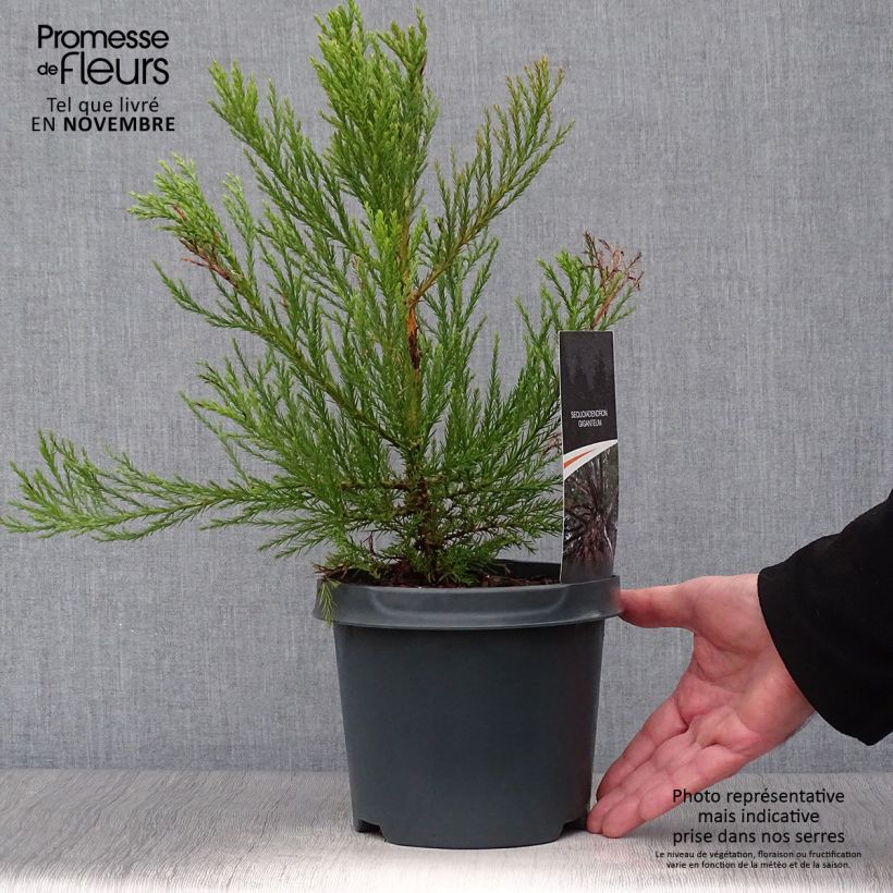 Esimerkki syksyllä toimitetusta Mammuttipetäjä - Sequoiadendron giganteum 2 litran/3 litran ruukku-taimesta