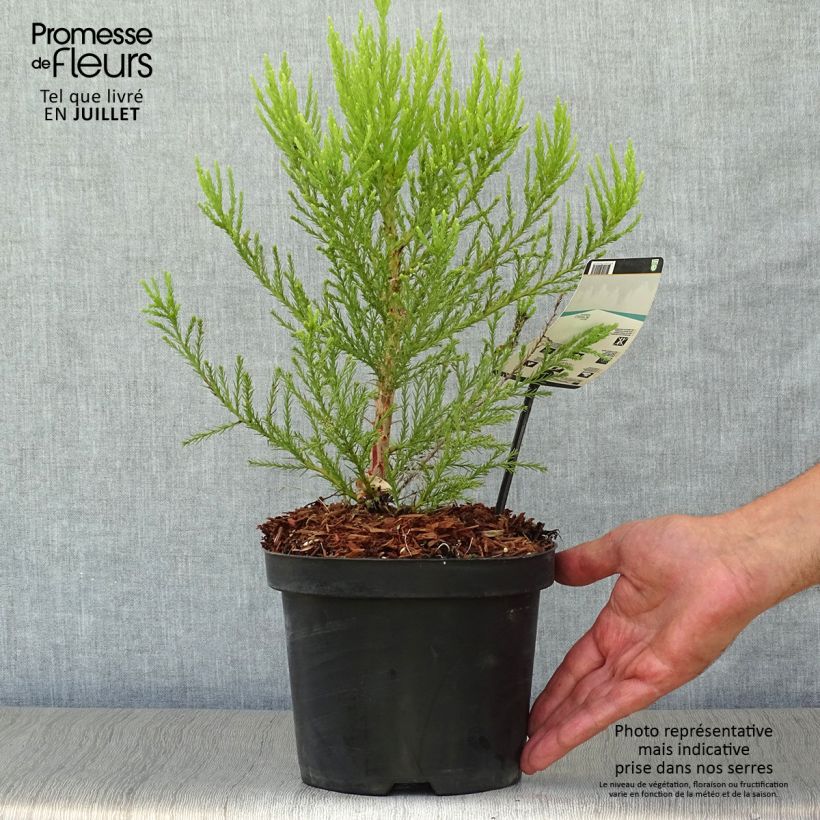 Esimerkki kesällä toimitetusta Mammuttipetäjä - Sequoiadendron giganteum Pot de 2L/3L-taimesta