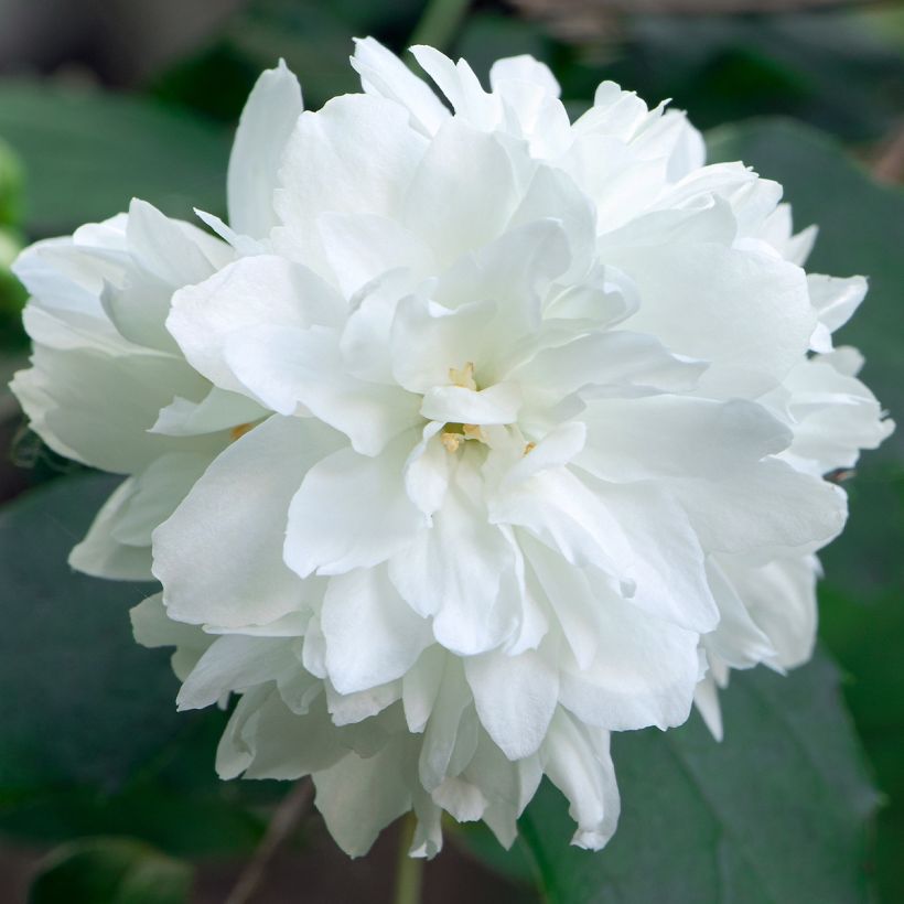 Kameliajasmike Minnesota Snowflake (Kukinta)
