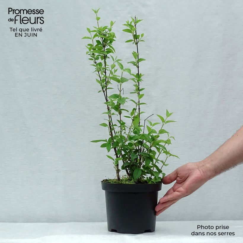 Esimerkki kesällä toimitetusta Jasmike Frosty Morn Pot de 3L/4L-taimesta