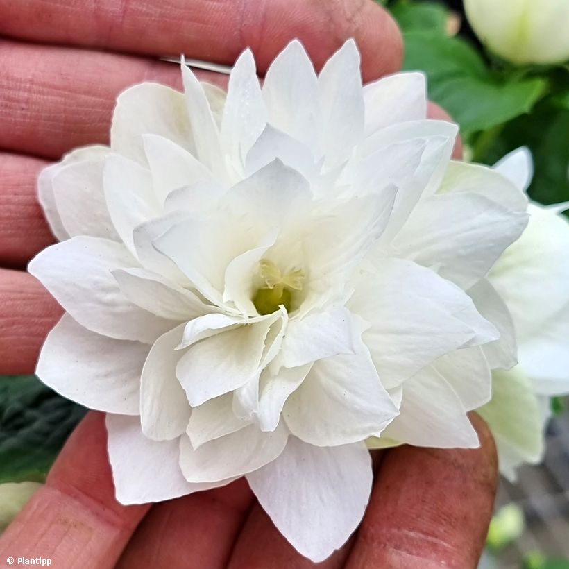 Jasmike Pearls of Perfume (Kukinta)