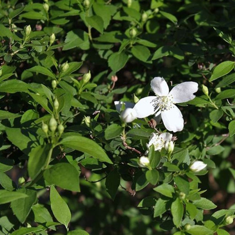 Pikkujasmike Silberregen (Lehvistö)