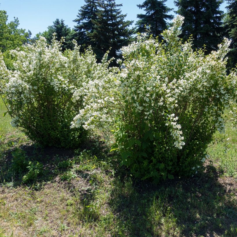 Pikkujasmike Silberregen (Kasvutapa)