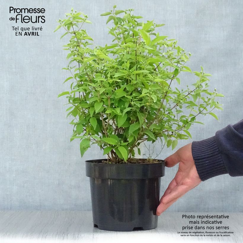 Esimerkki keväällä toimitetusta Kameliajasmike Albâtre Pot de 3L/4L-taimesta