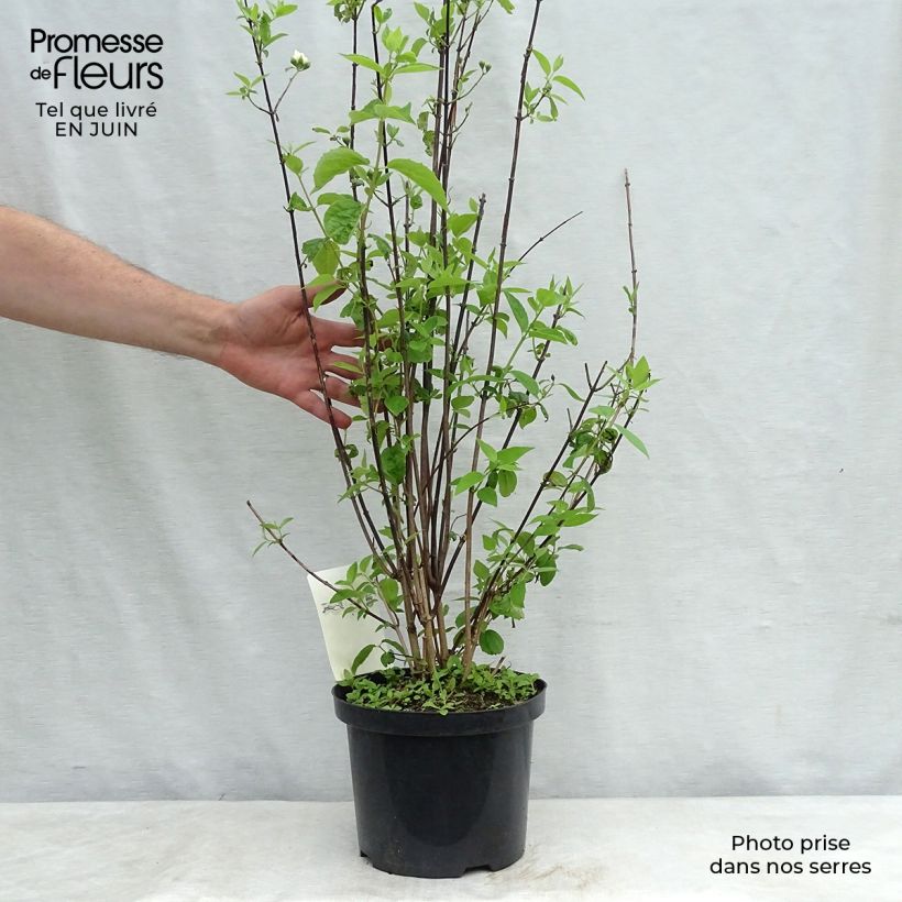 Esimerkki kesällä toimitetusta Kameliajasmike Natchez Pot de 4L/5L-taimesta