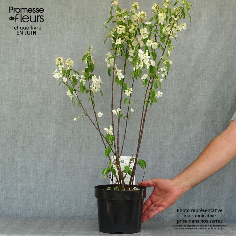 Esimerkki kesällä toimitetusta Pikkujasmike Innocence Pot de 3L/4L-taimesta