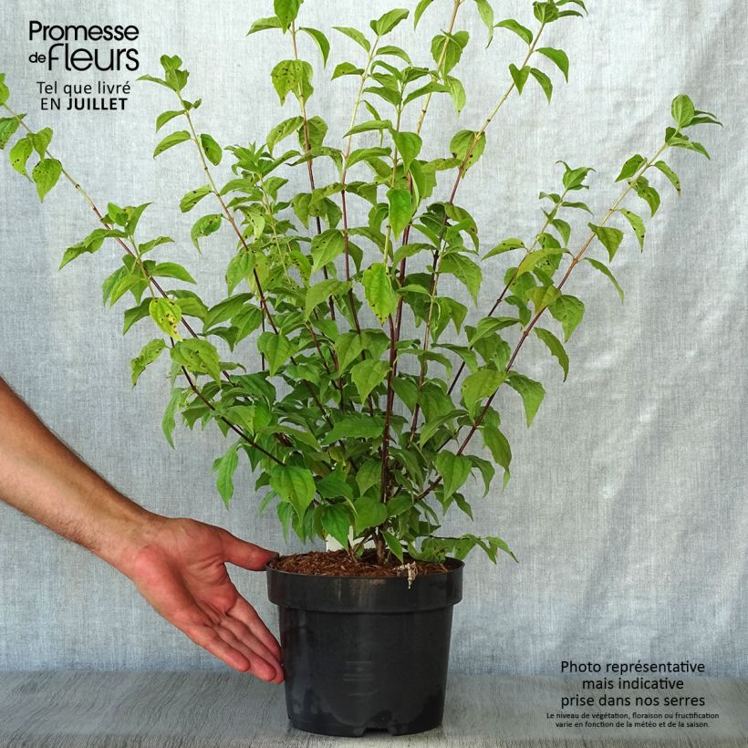 Esimerkki kesällä toimitetusta Jasmike Belle Etoile Pot de 3L/4L-taimesta