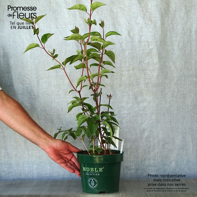 Esimerkki kesällä toimitetusta Jasmike Starbright Pot de 3L/4L-taimesta