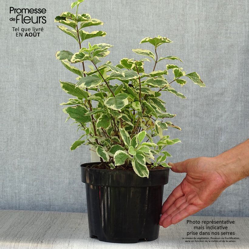 Esimerkki kesällä toimitetusta Pihajasmike Variegatus Pot de 3L/4L-taimesta