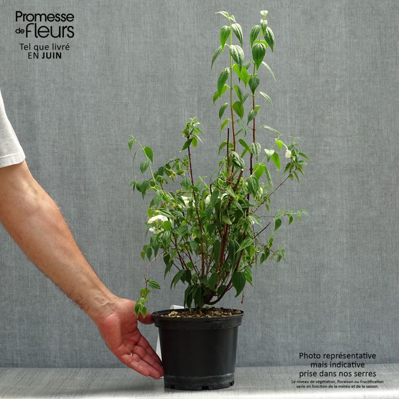 Esimerkki kesällä toimitetusta Seringat du Mexique - Philadelphus mexicanus Pot de 3L/4L-taimesta