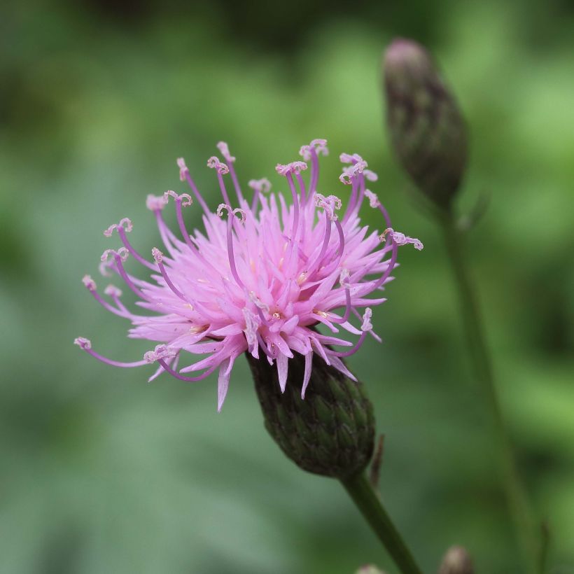 Liuskalääte - Serratula tinctoria subsp. seoanei (Kukinta)