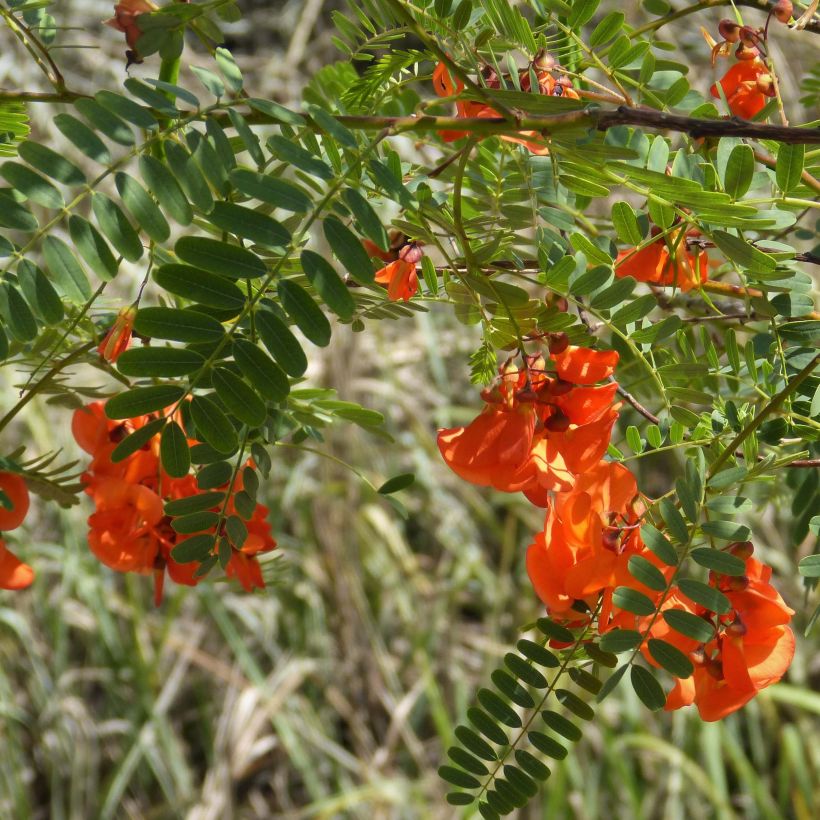 Kolibrinpavu - Sesbania punicea (Kukinta)