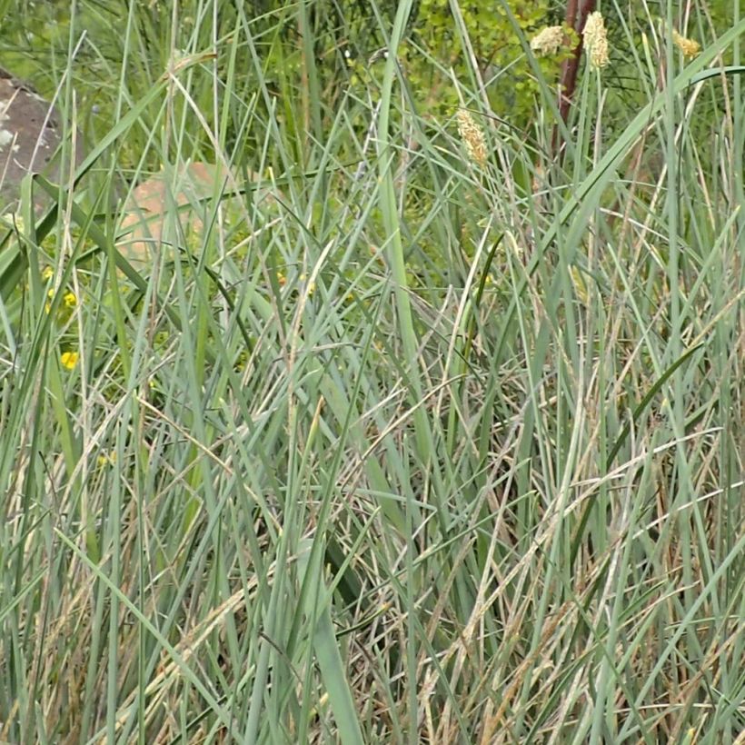 Lupikka - Sesleria argentea (Lehvistö)