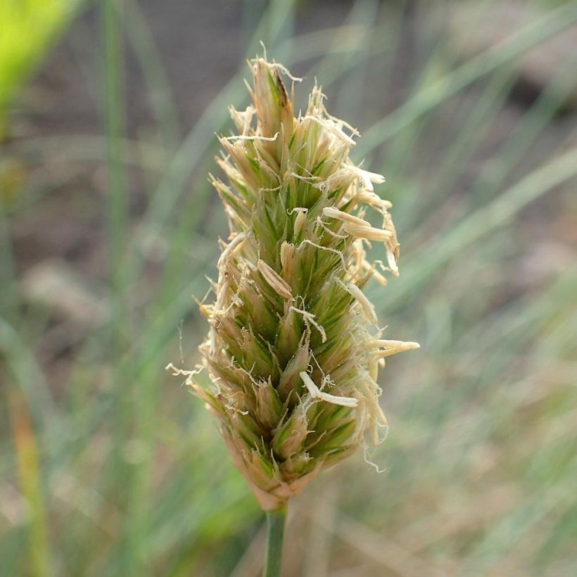 Lupikka - Sesleria argentea (Kukinta)