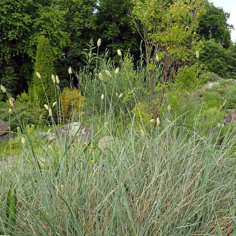 Lupikka - Sesleria argentea (Kasvutapa)