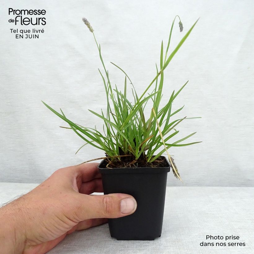 Esimerkki kesällä toimitetusta Lupikka - Sesleria argentea Taimiruukku 8/9 cm-taimesta