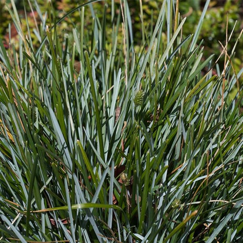 Sinilupikka - Sesleria caerulea (Lehvistö)